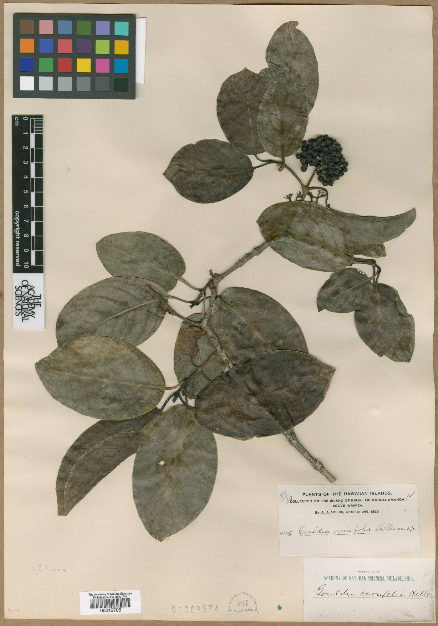 Kadua affinis image