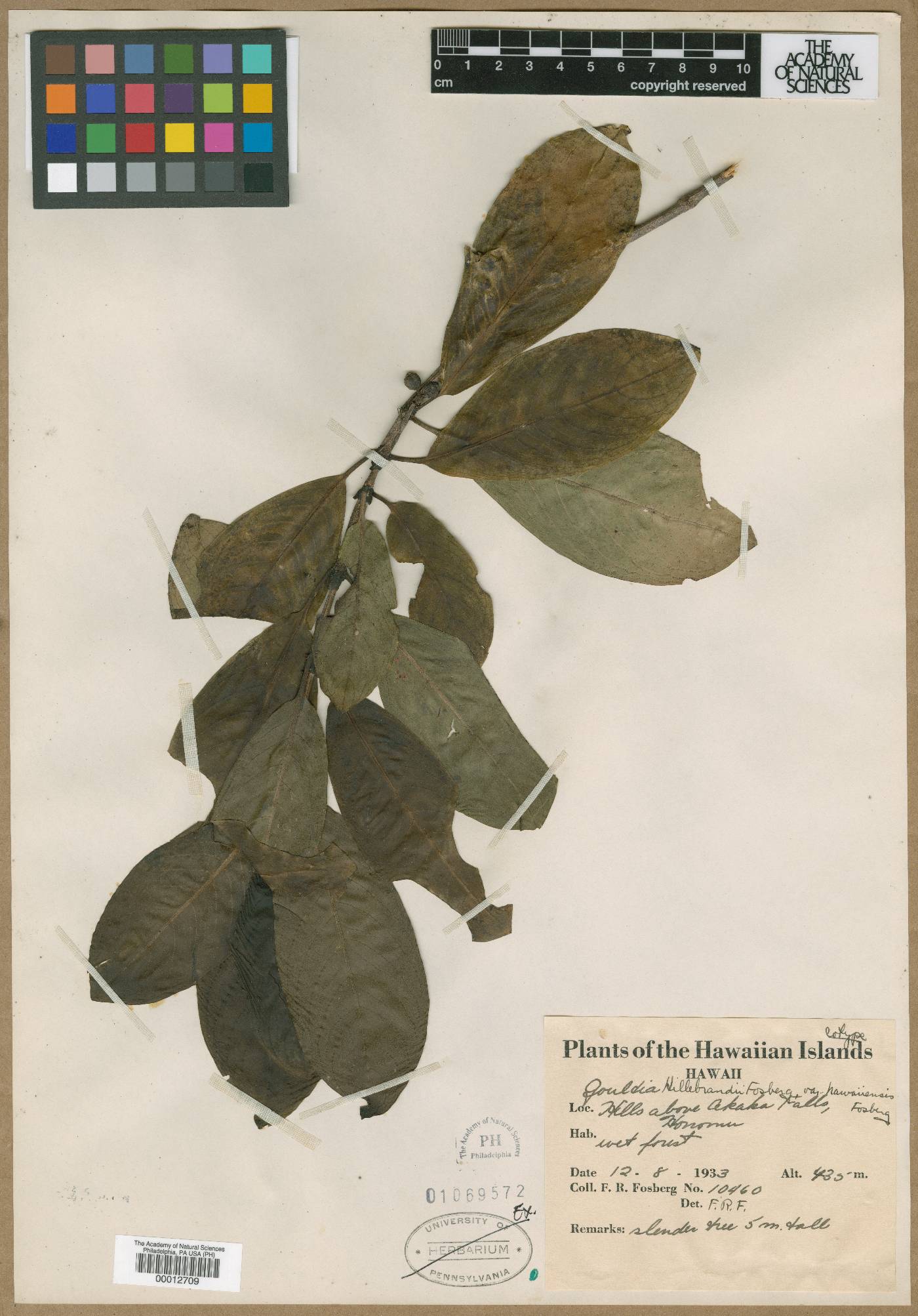 Gouldia hillebrandii var. hawaiiensis image