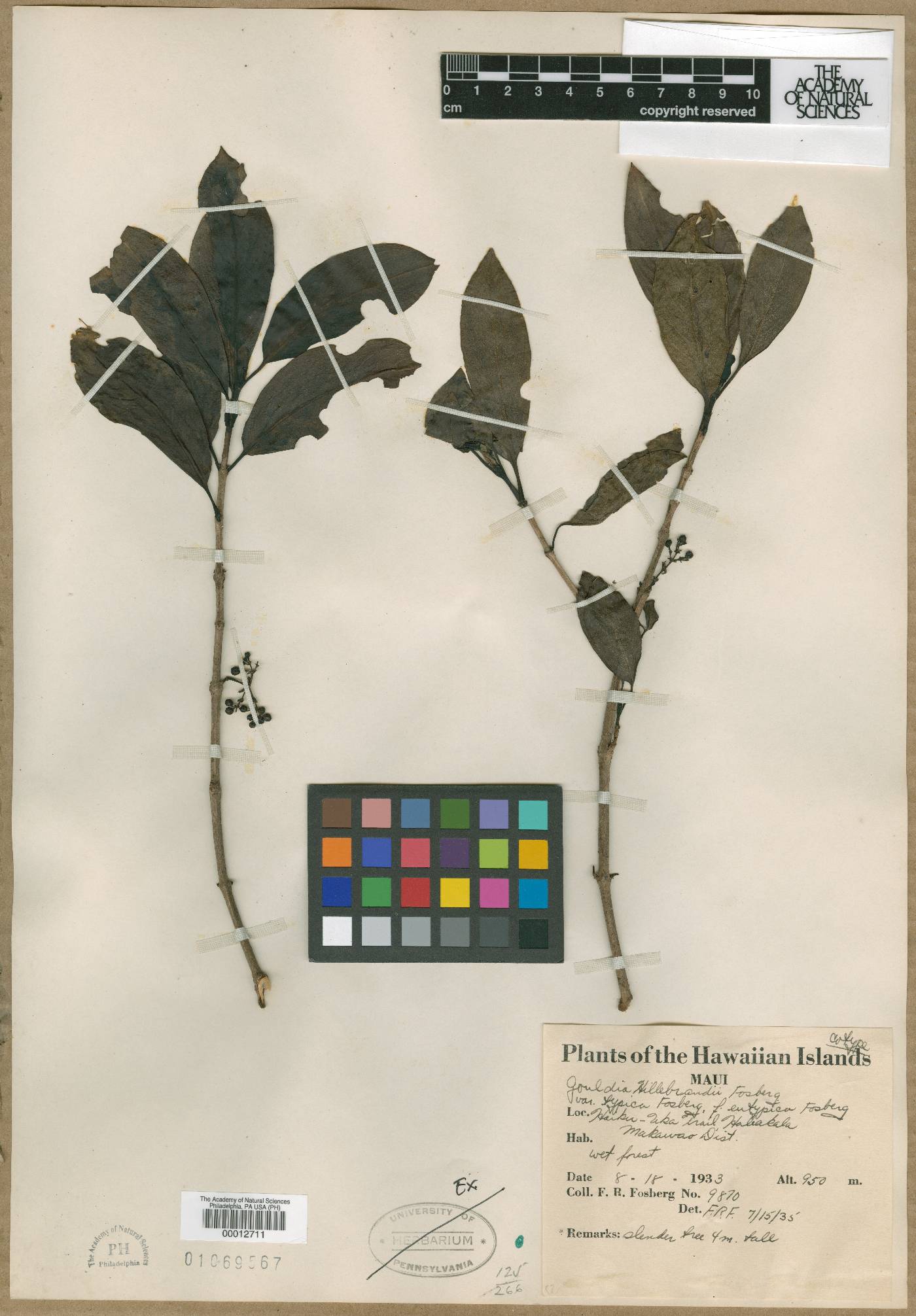 Kadua axillaris image