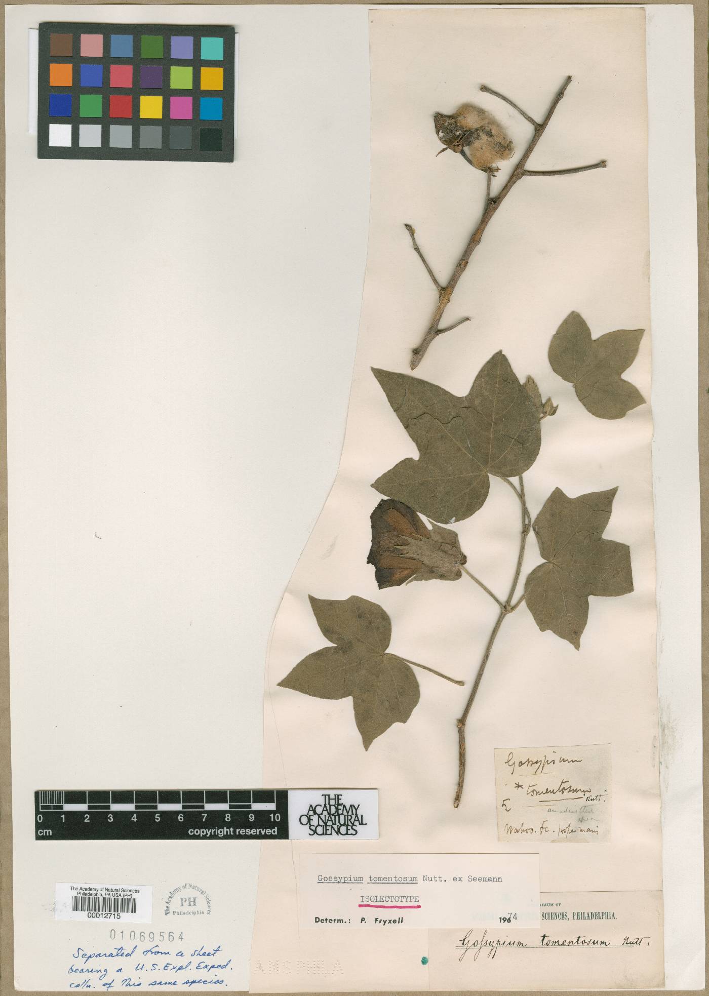 Gossypium tomentosum image