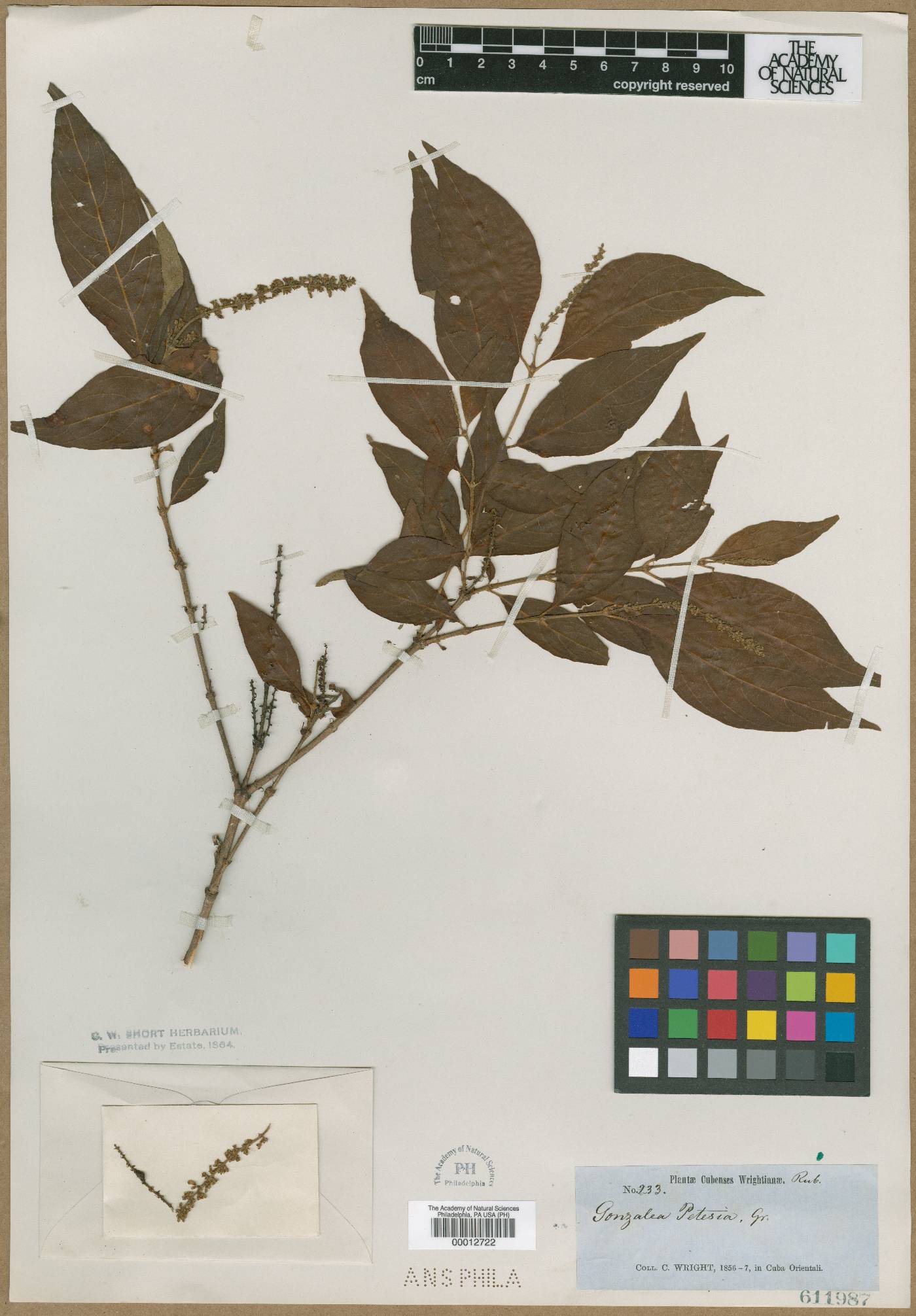 Gonzalagunia brachyantha image