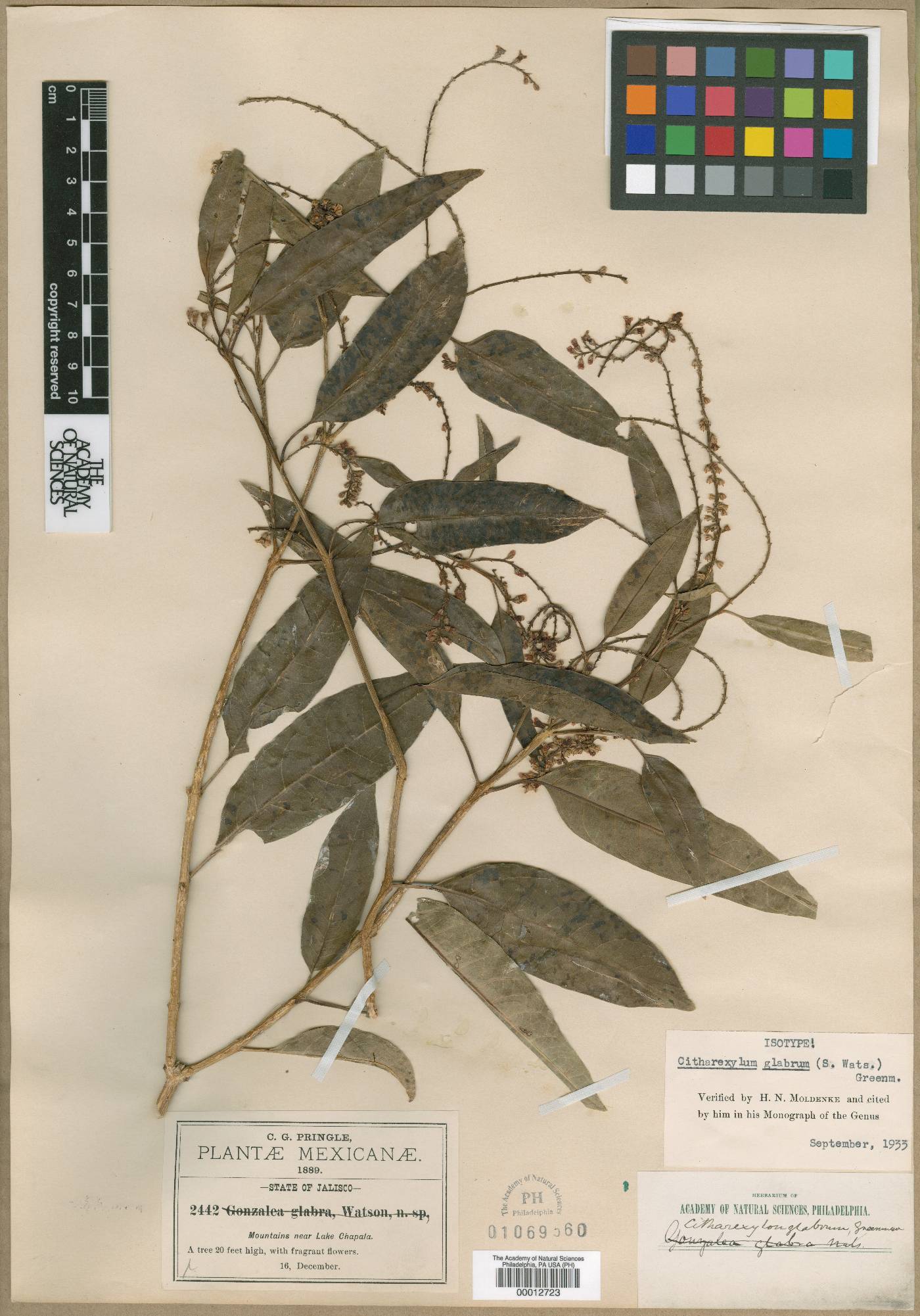 Citharexylum glabrum image