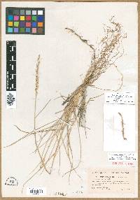 Elymus pycnanthus image