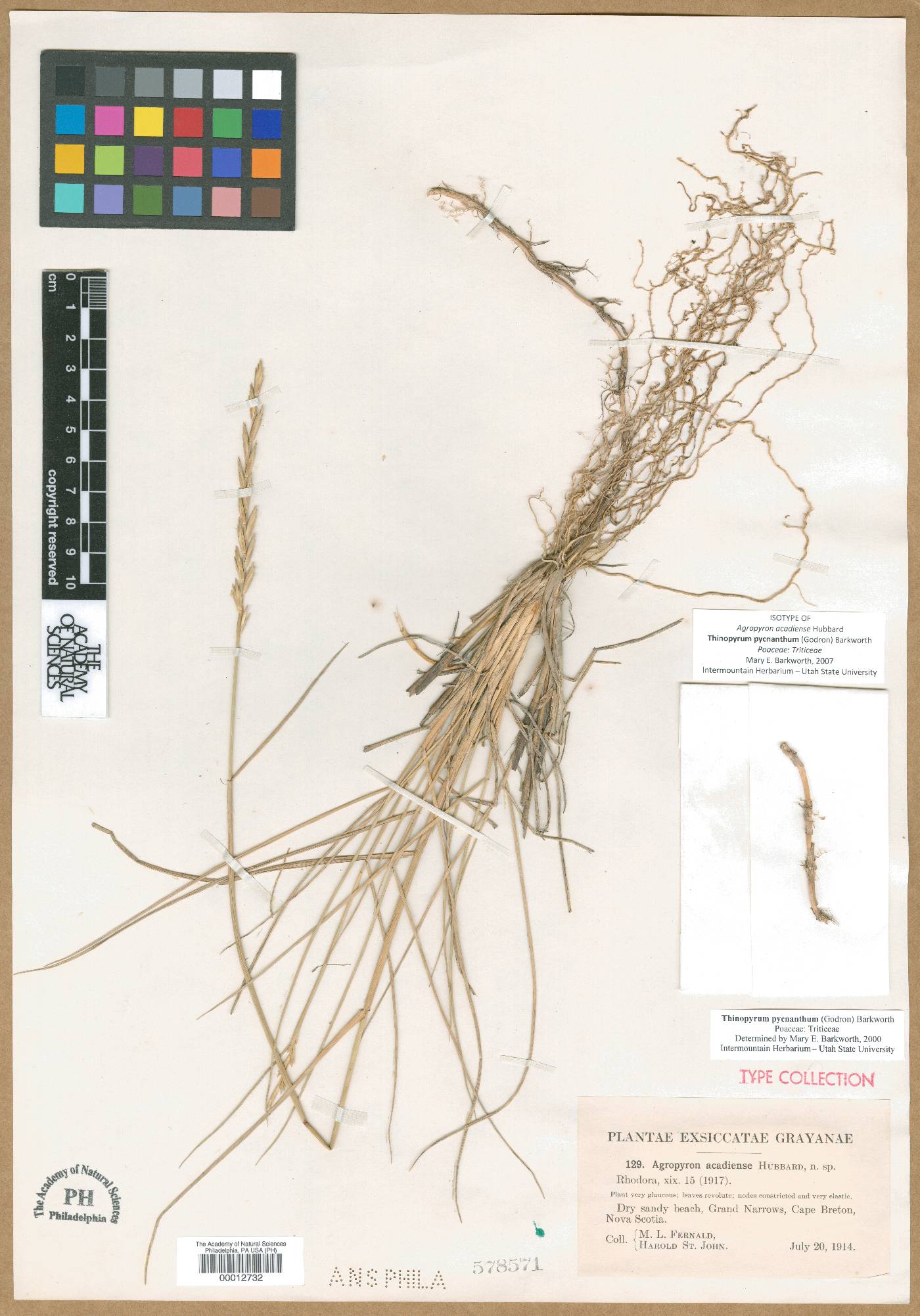 Elymus pycnanthus image