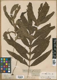 Media resource of Grammitis decurrens