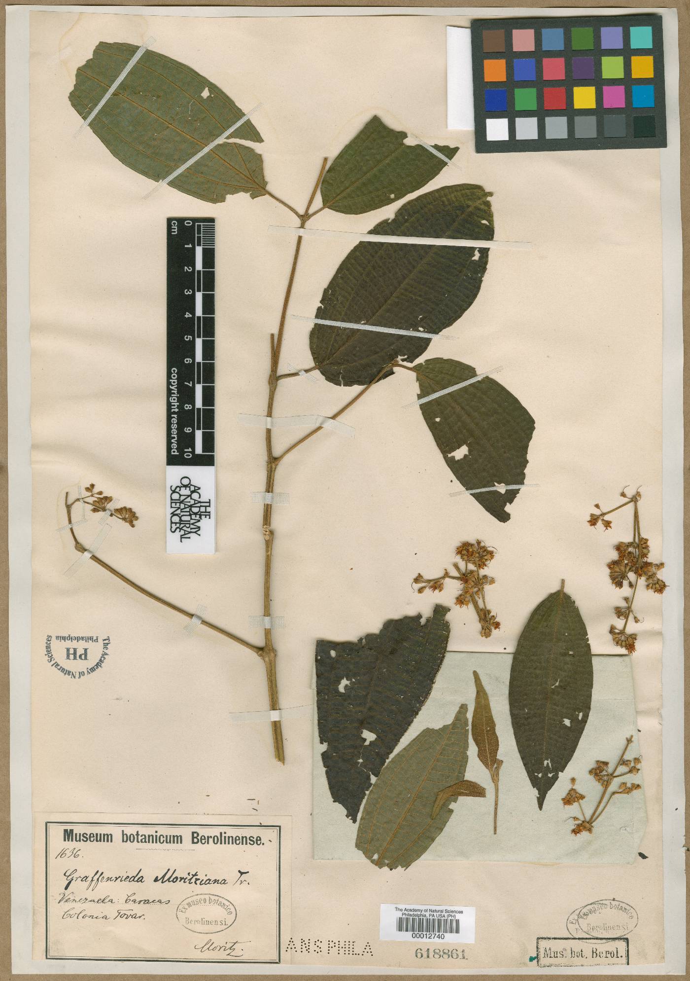 Graffenrieda moritziana image