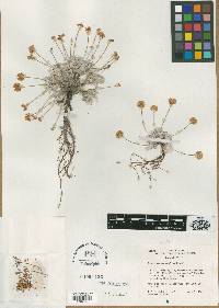 Eriogonum argophyllum image