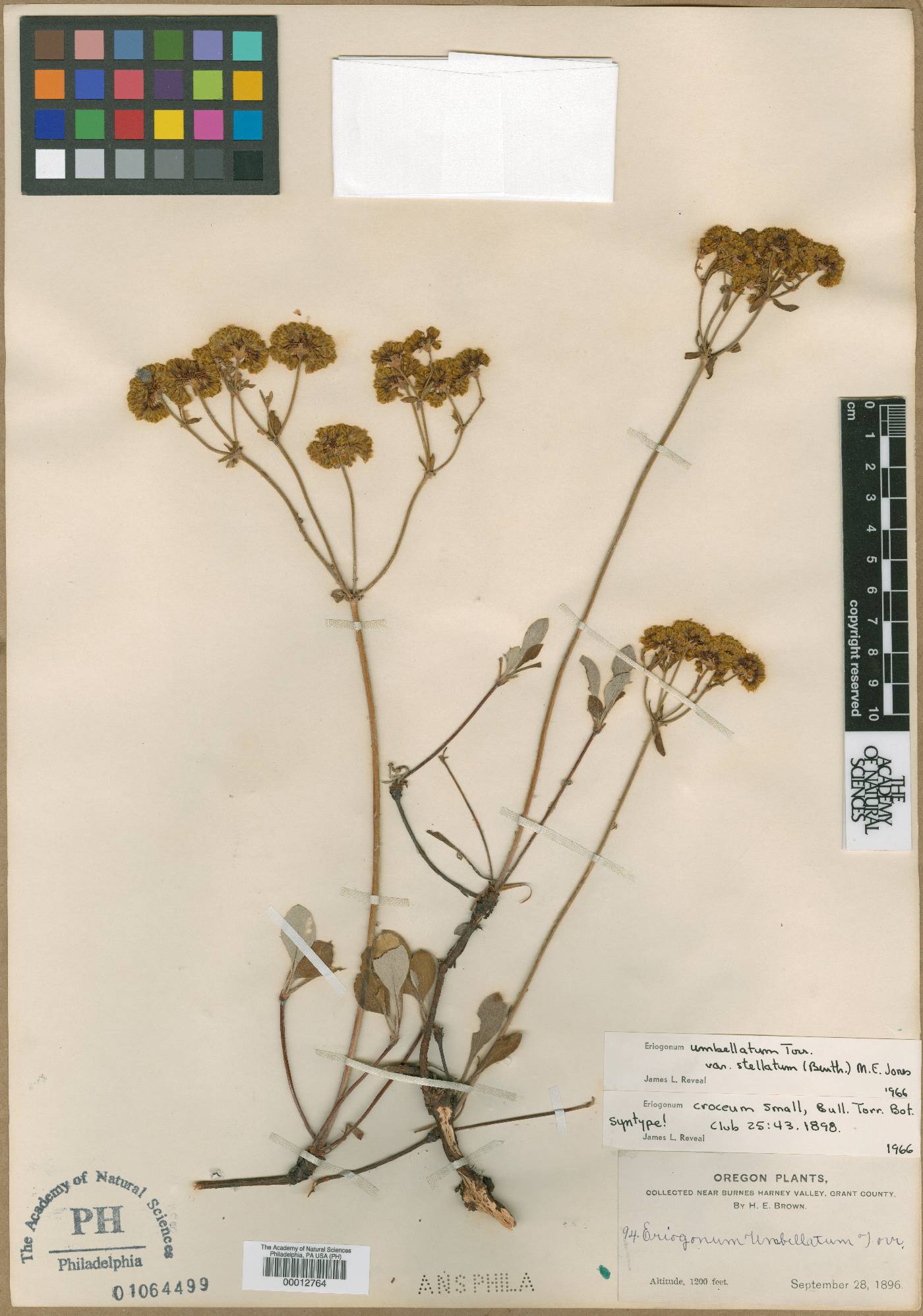 Eriogonum umbellatum var. ellipticum image