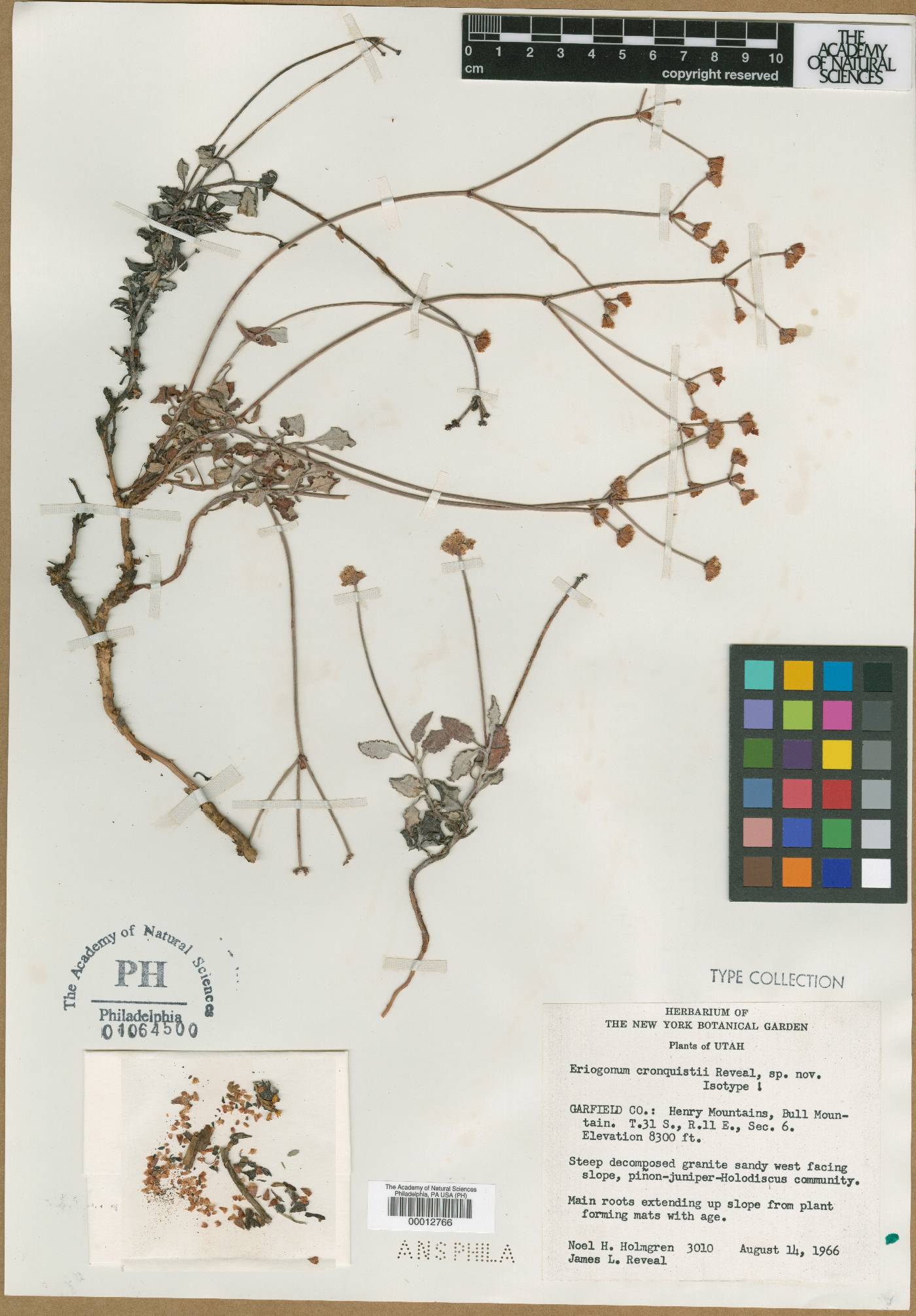 Eriogonum cronquistii image