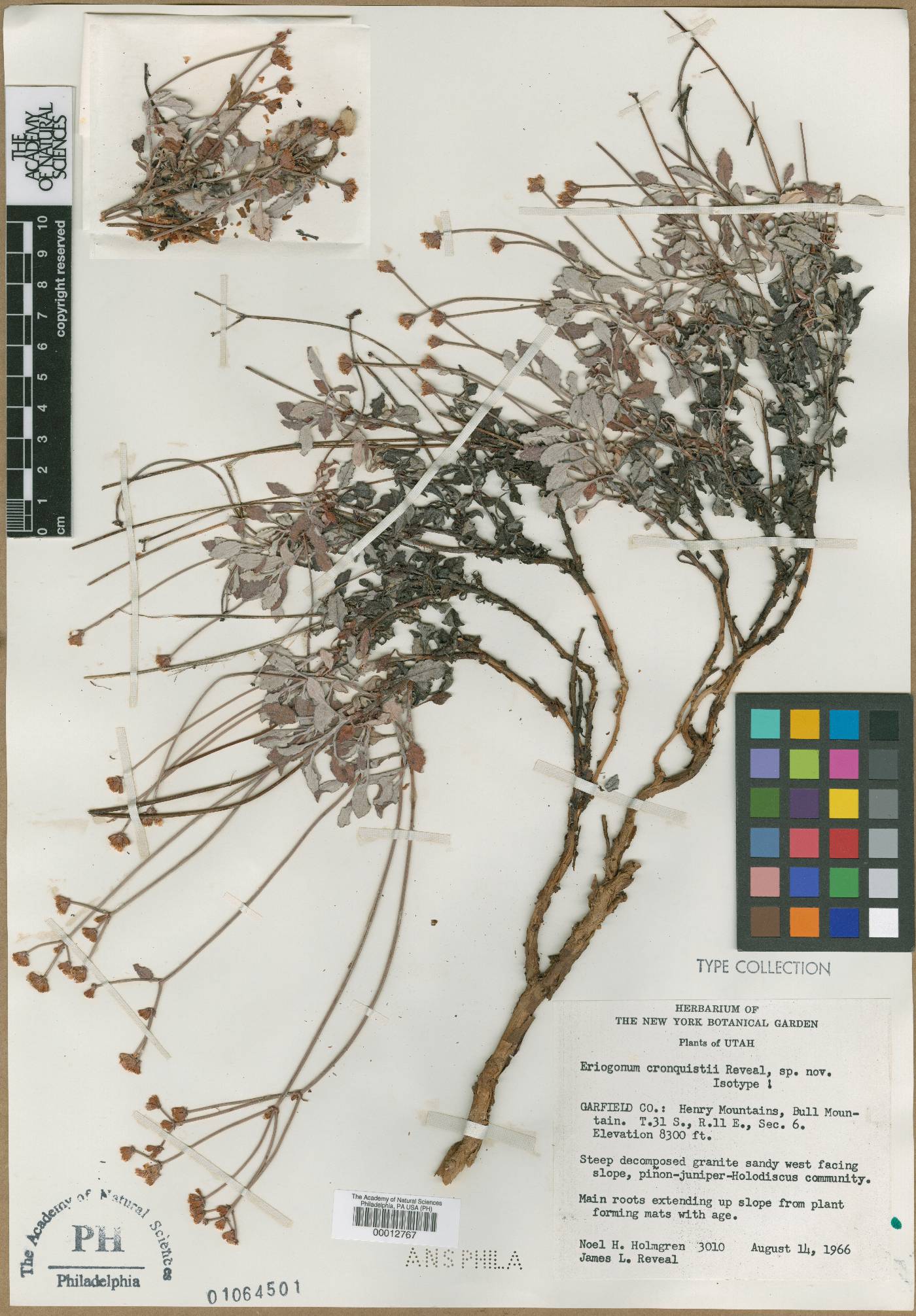 Eriogonum cronquistii image