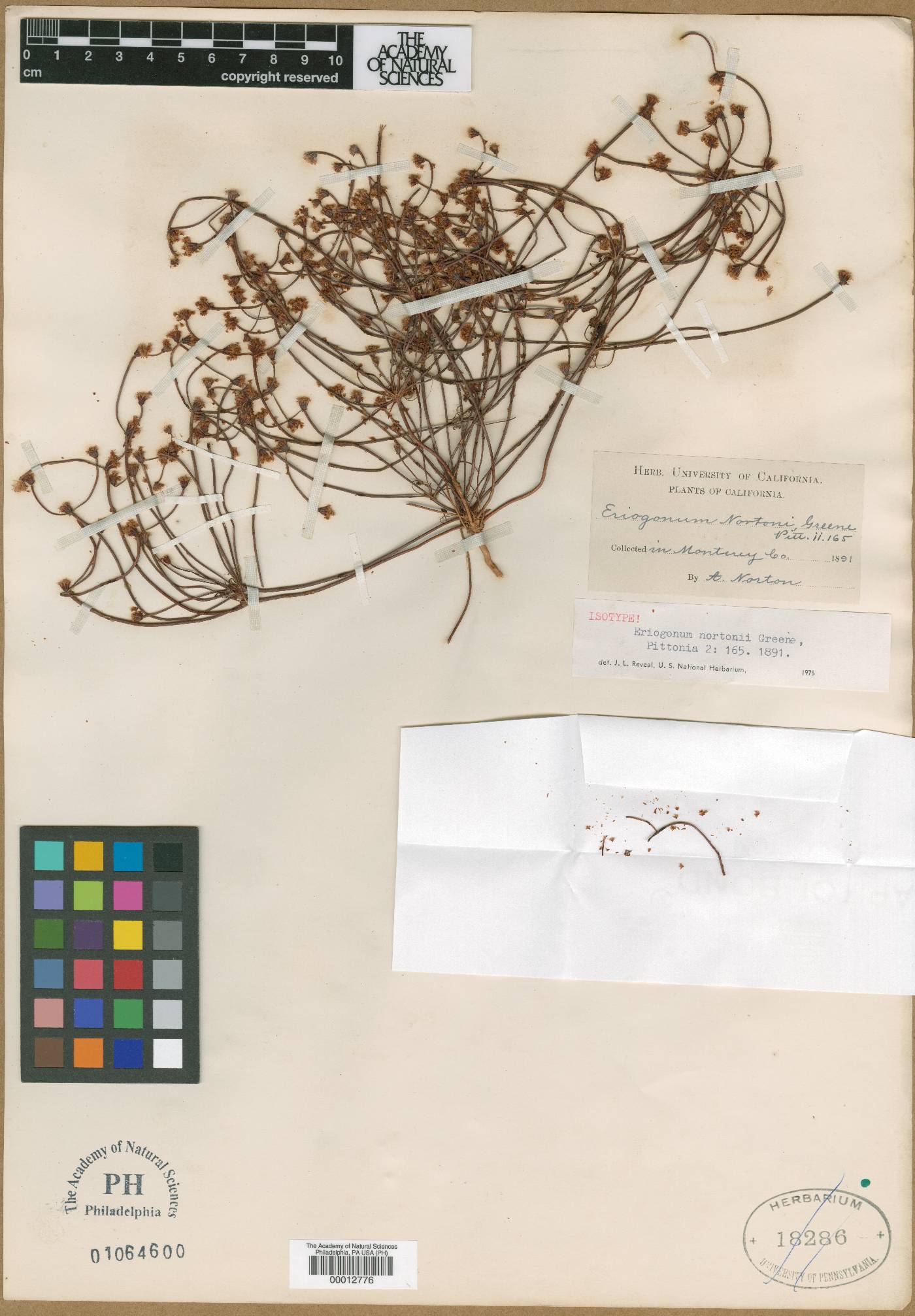 Eriogonum nortoni image