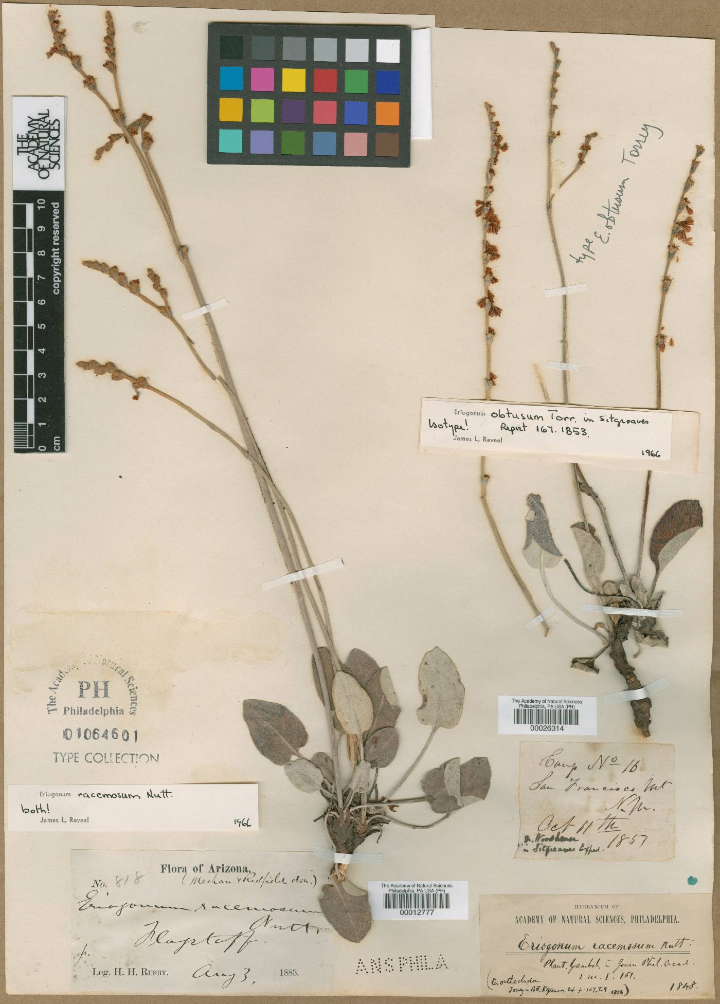 Eriogonum obtusum image