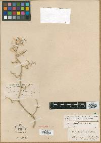 Eriogonum palmeri image