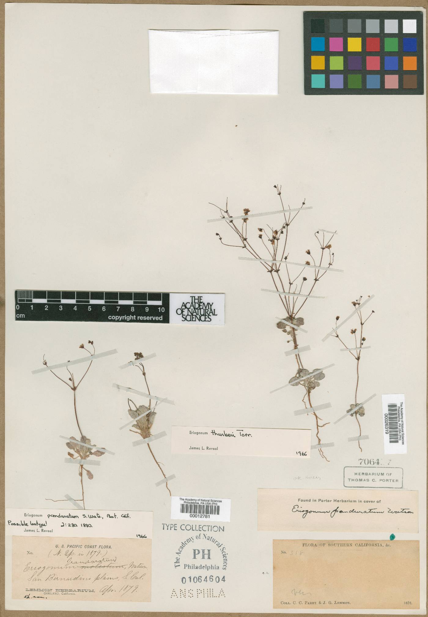 Eriogonum panduratum image