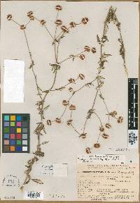 Eriogonum parvifolium image