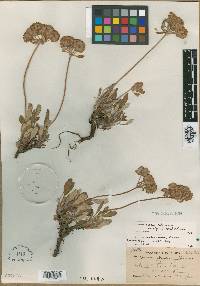 Eriogonum piperi image