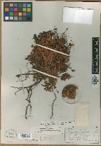 Eriogonum porteri image
