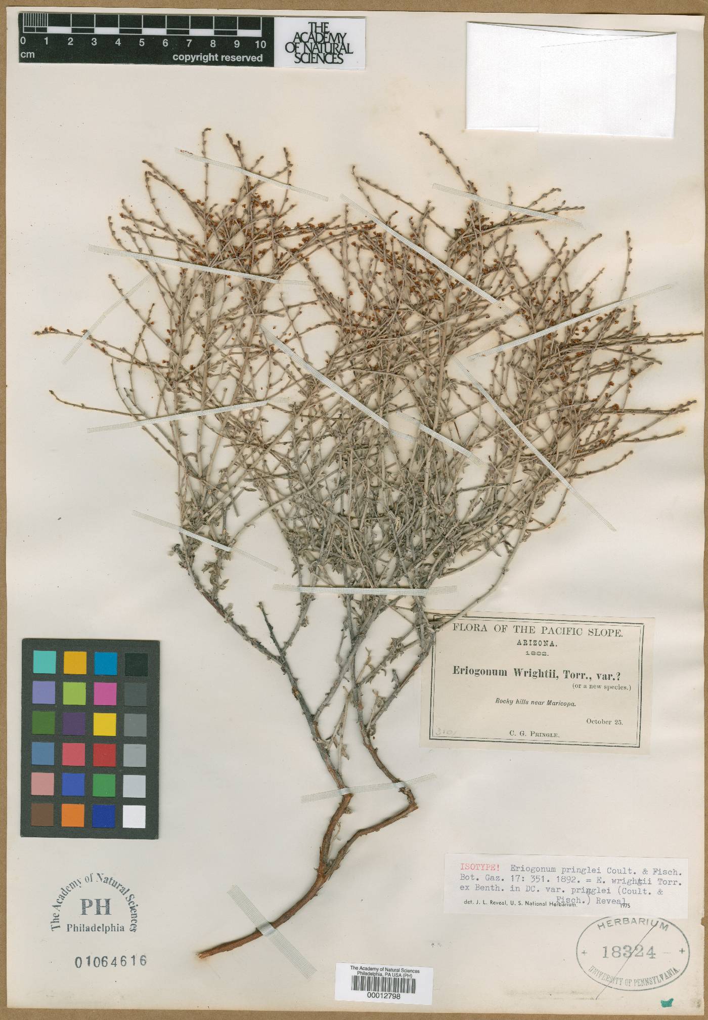 Eriogonum wrightii var. pringlei image