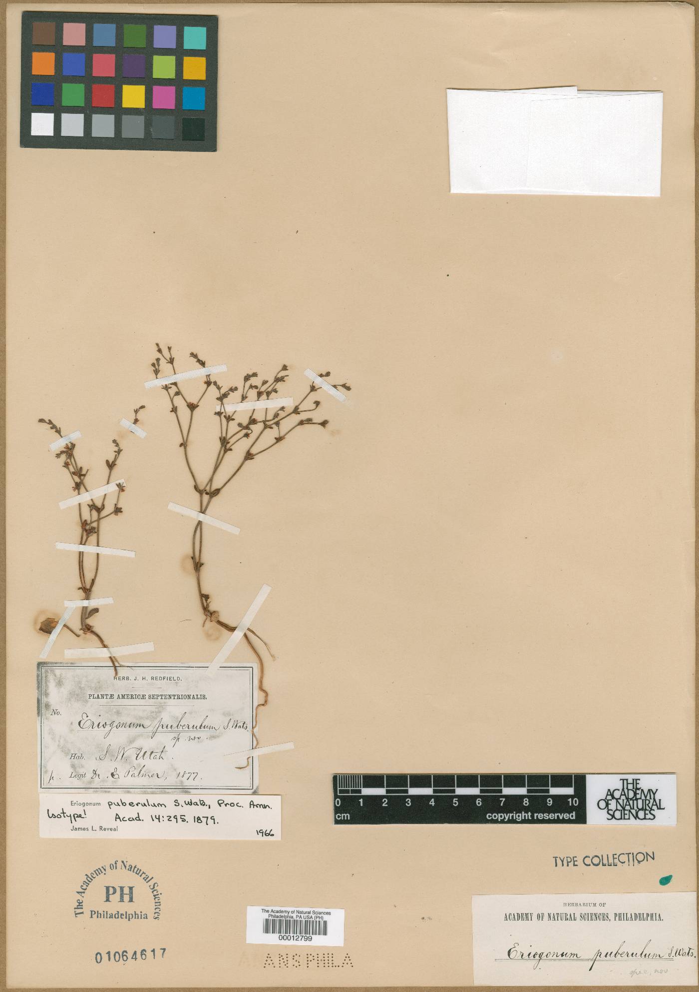 Eriogonum puberulum image