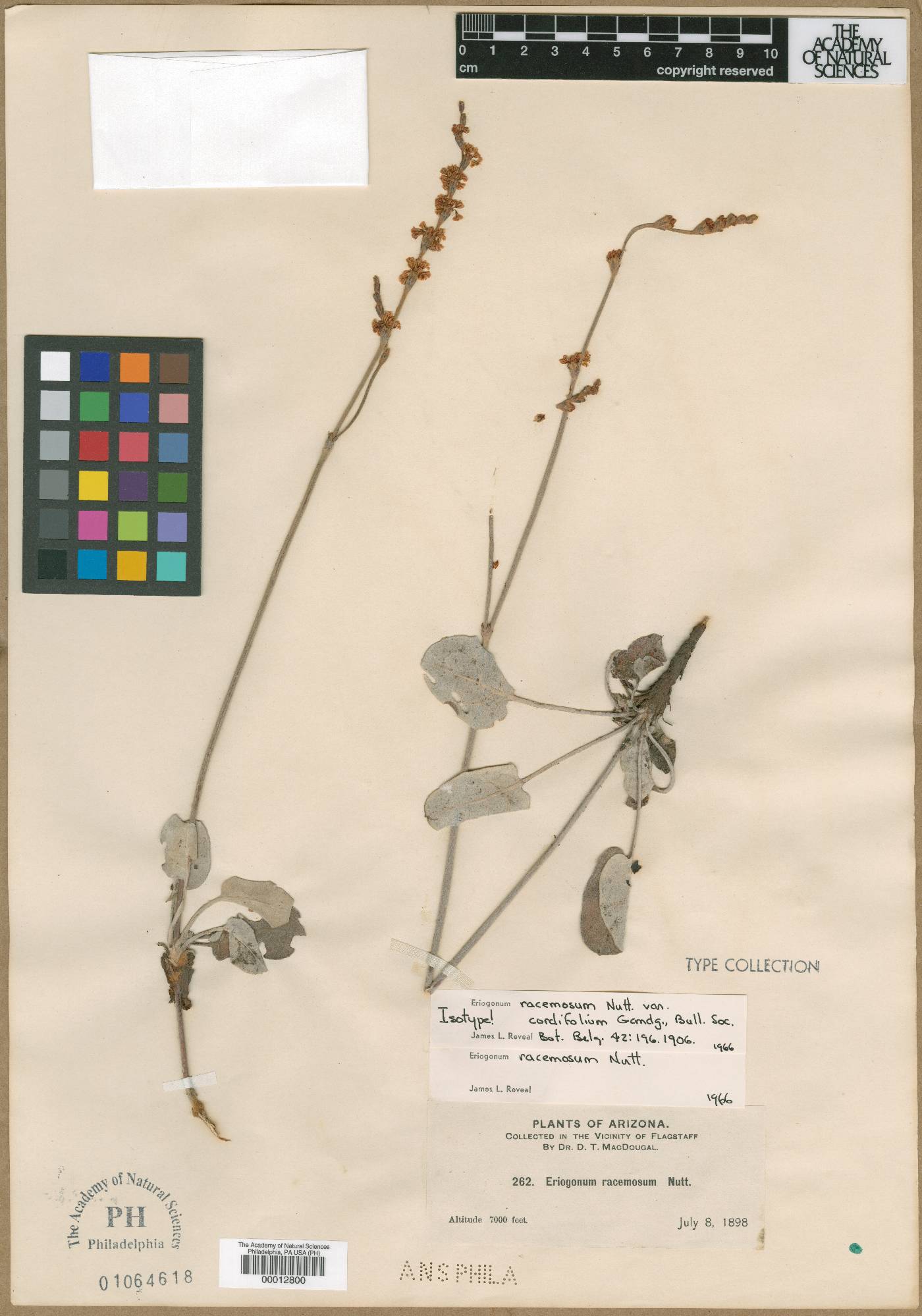 Eriogonum racemosum var. cordifolium image