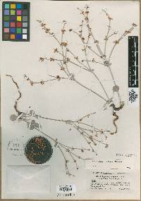 Eriogonum reliquum image