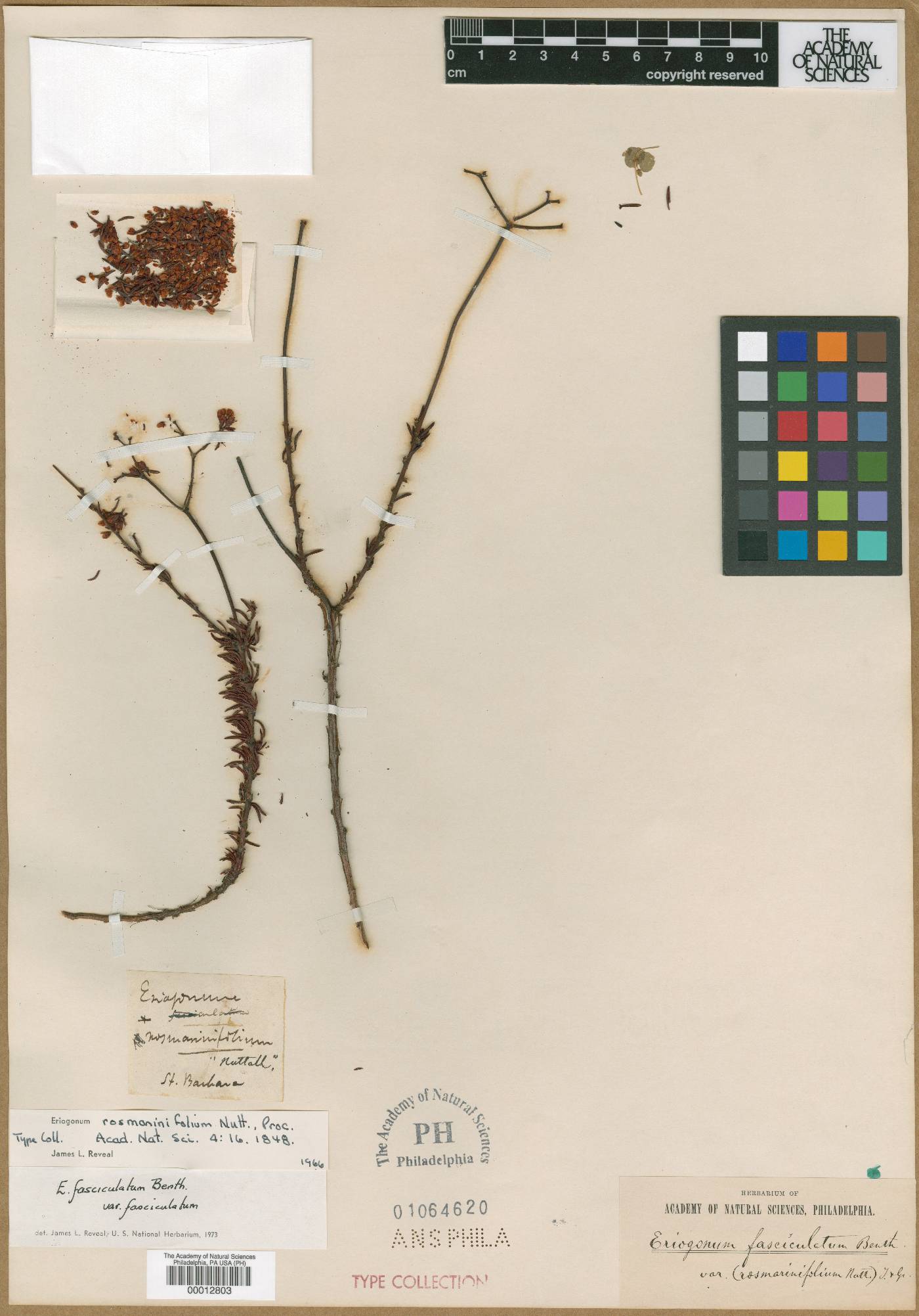 Eriogonum rosmarinifolium image