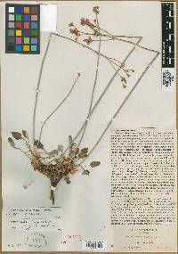 Eriogonum saxicola image