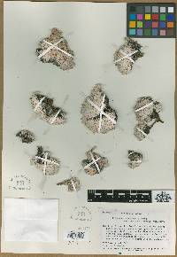 Eriogonum shockleyi var. packardae image