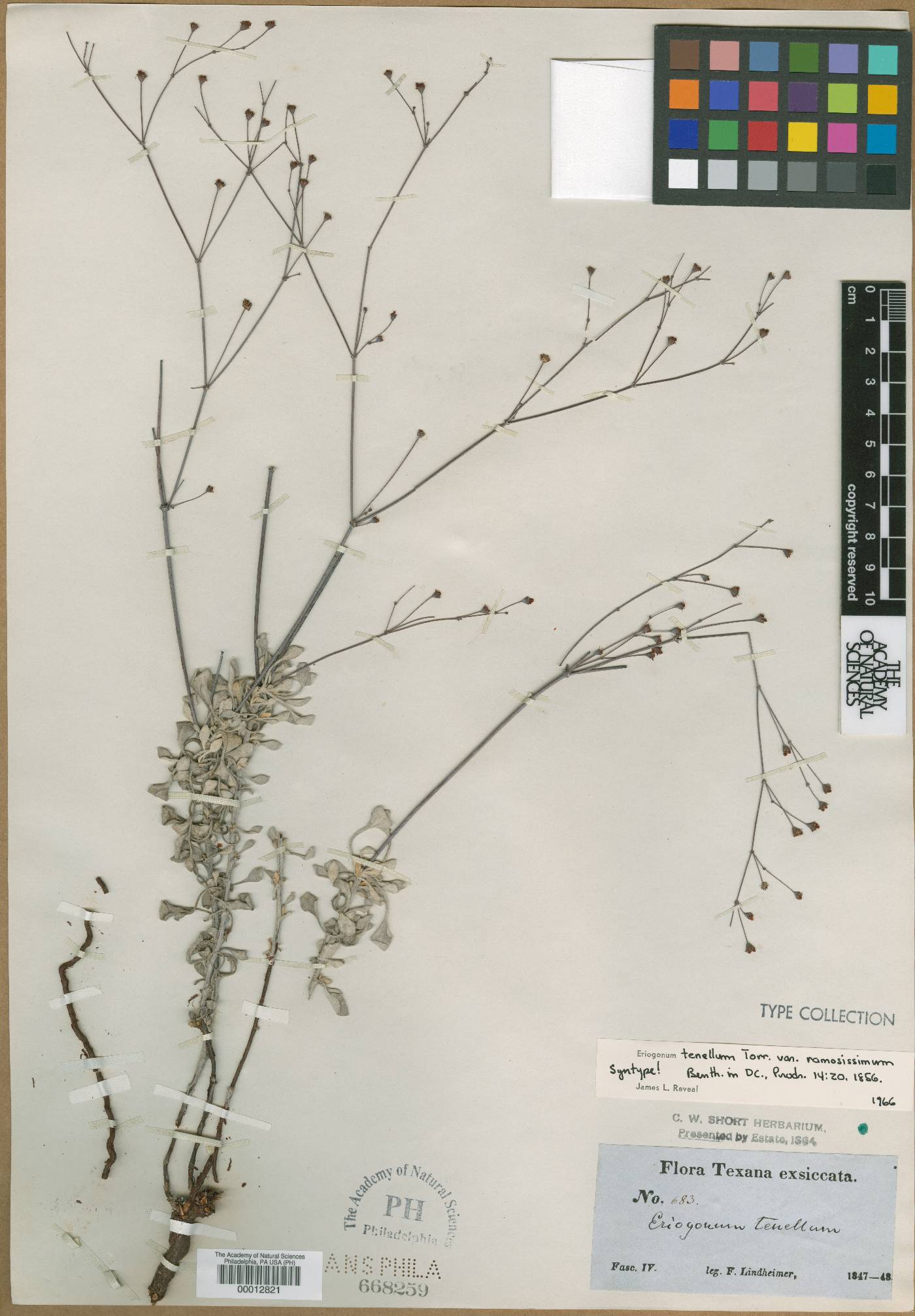 Eriogonum tenellum image