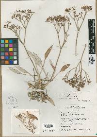 Eriogonum thompsoniae image