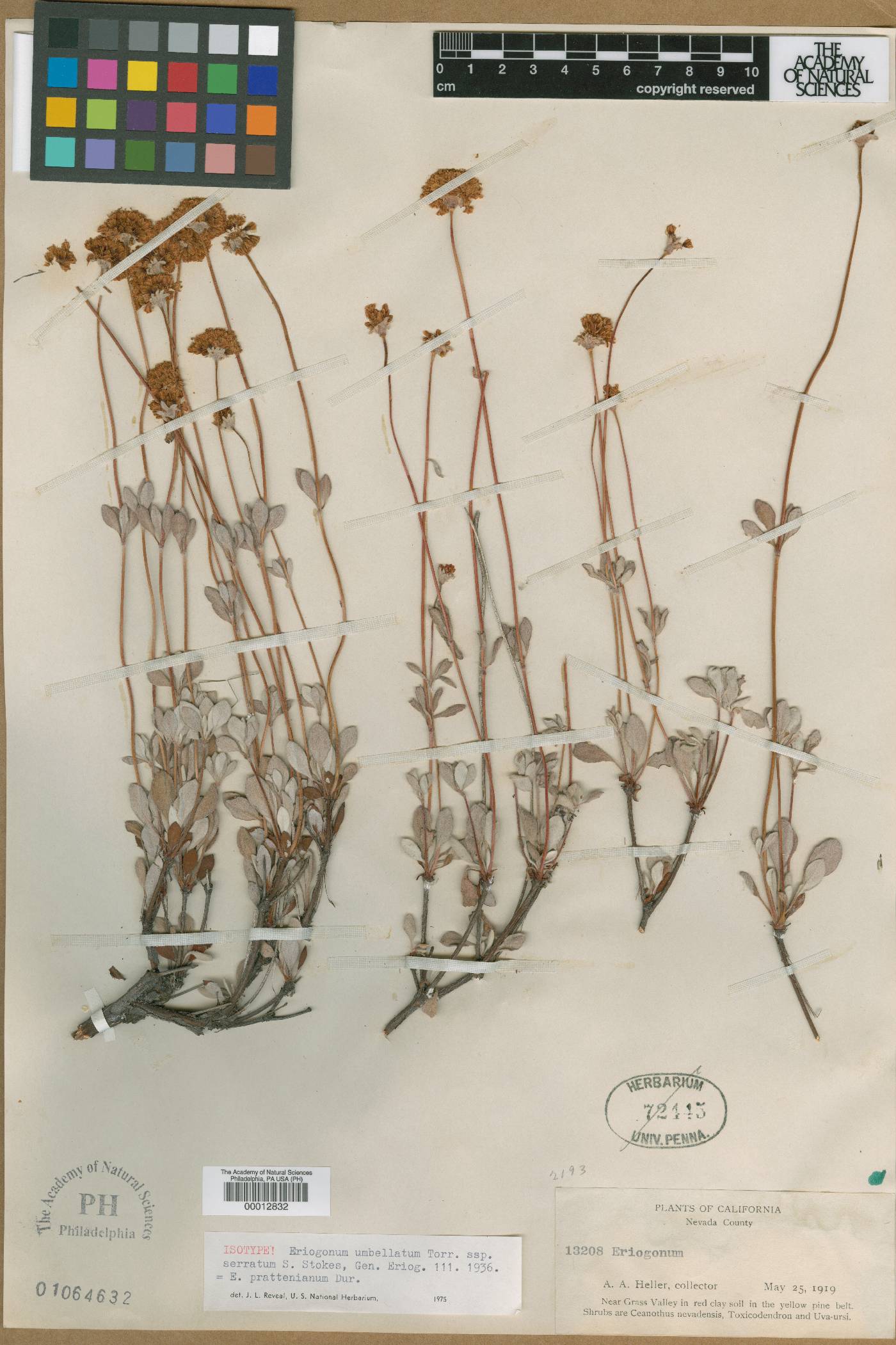 Eriogonum umbellatum subsp. serratum image