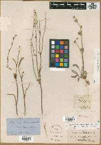 Eriogonum roseum image