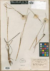 Image of Eriophorum fellowsii