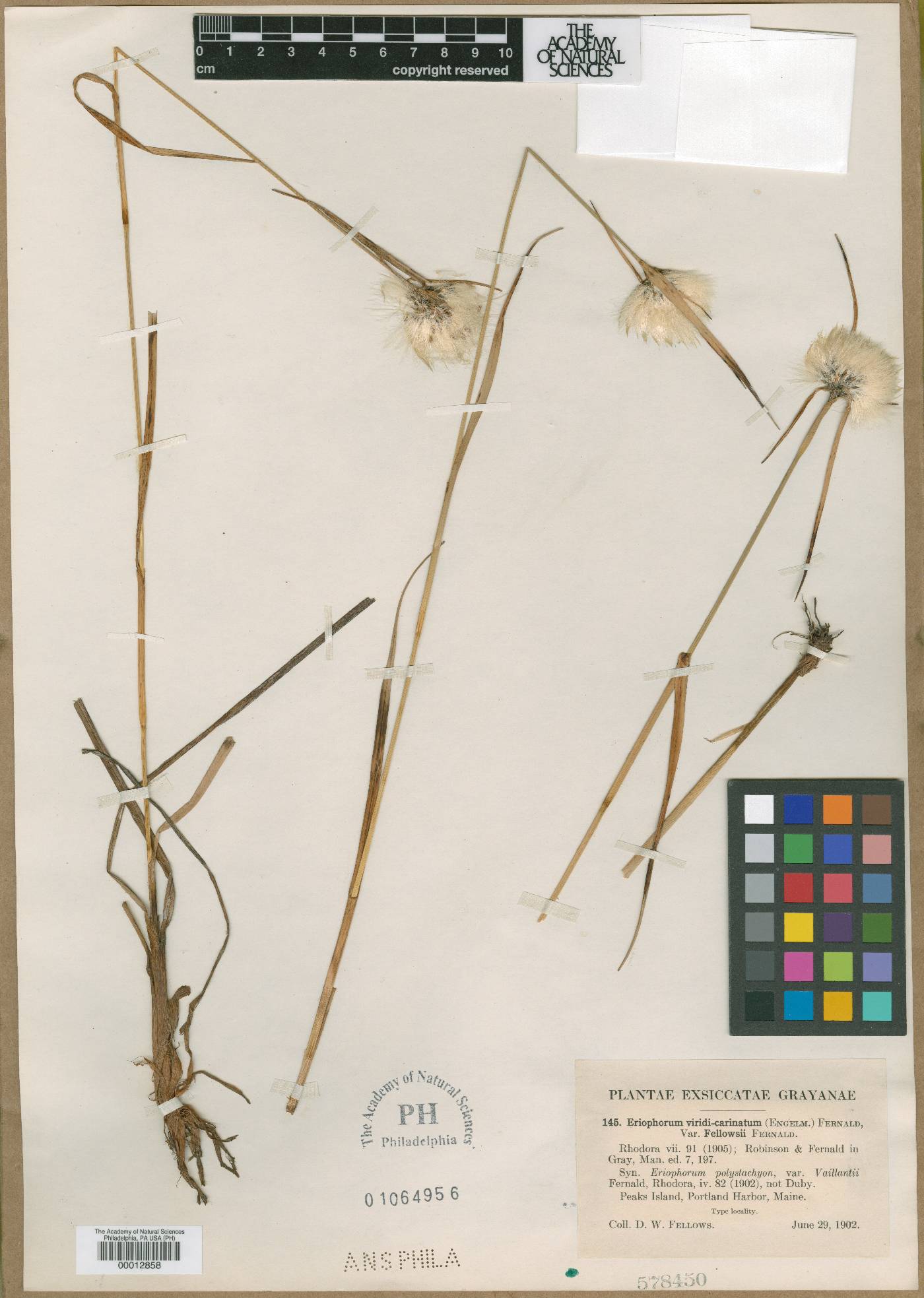 Eriophorum fellowsii image