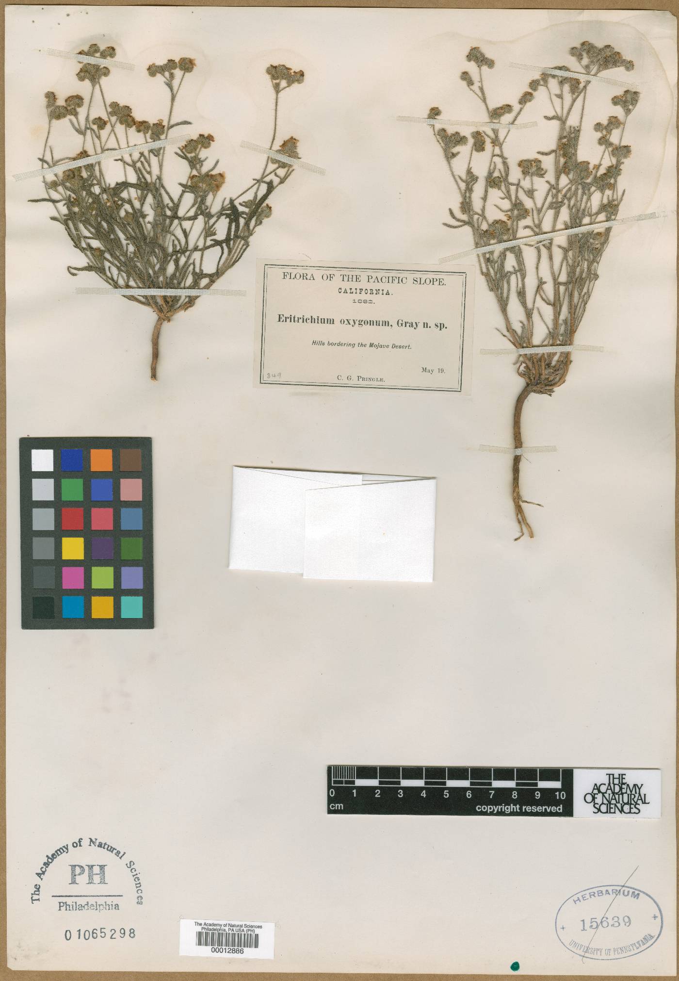 Eritrichium oxygonum image