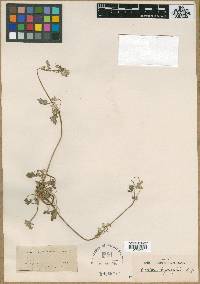 Erodium oxyrhinchum subsp. bryoniifolium image