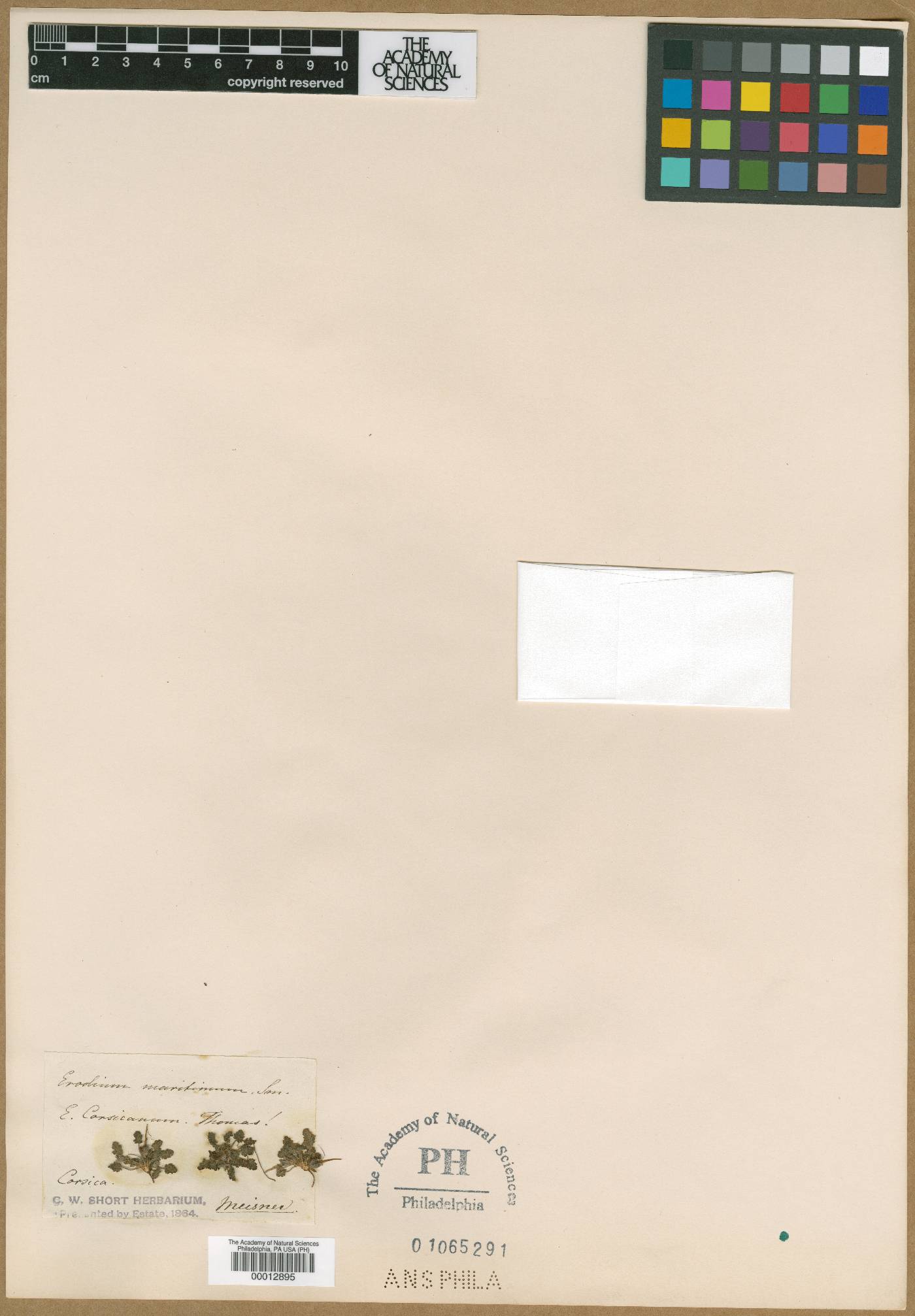 Erodium corsicum image