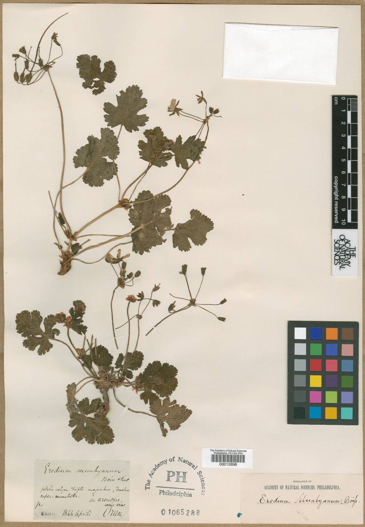 Erodium munbyanum image