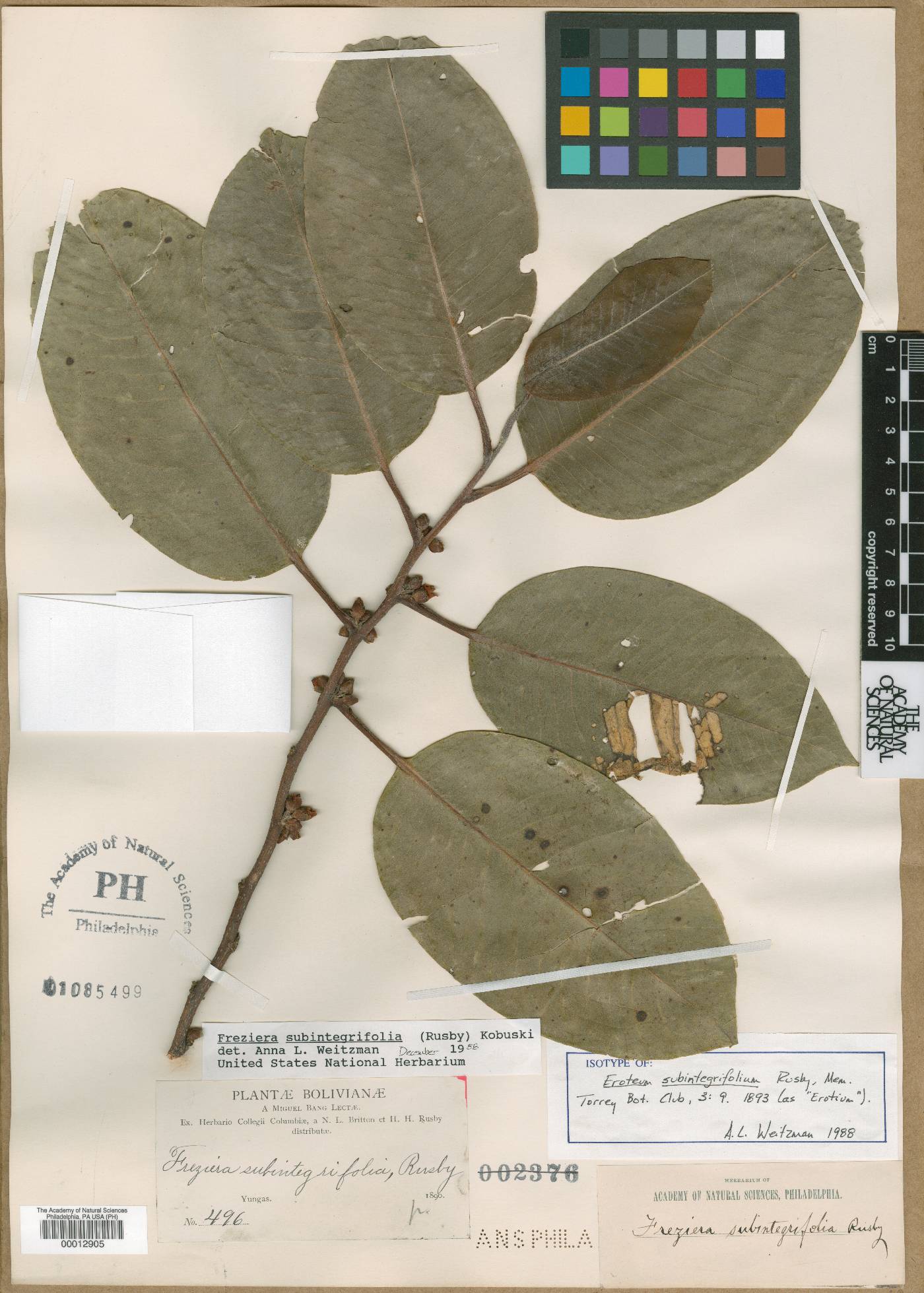 Freziera subintegrifolia image