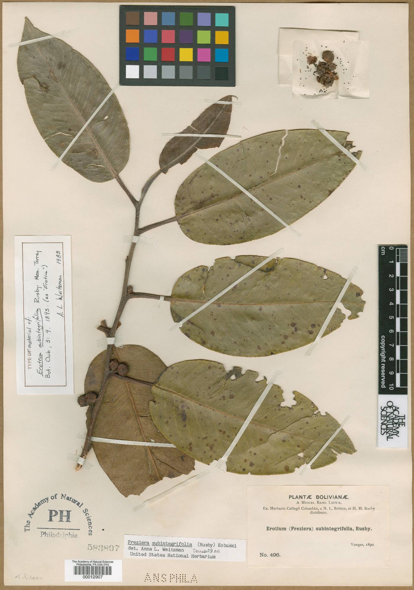 Freziera subintegrifolia image