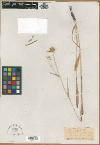 Eryngium discolor image