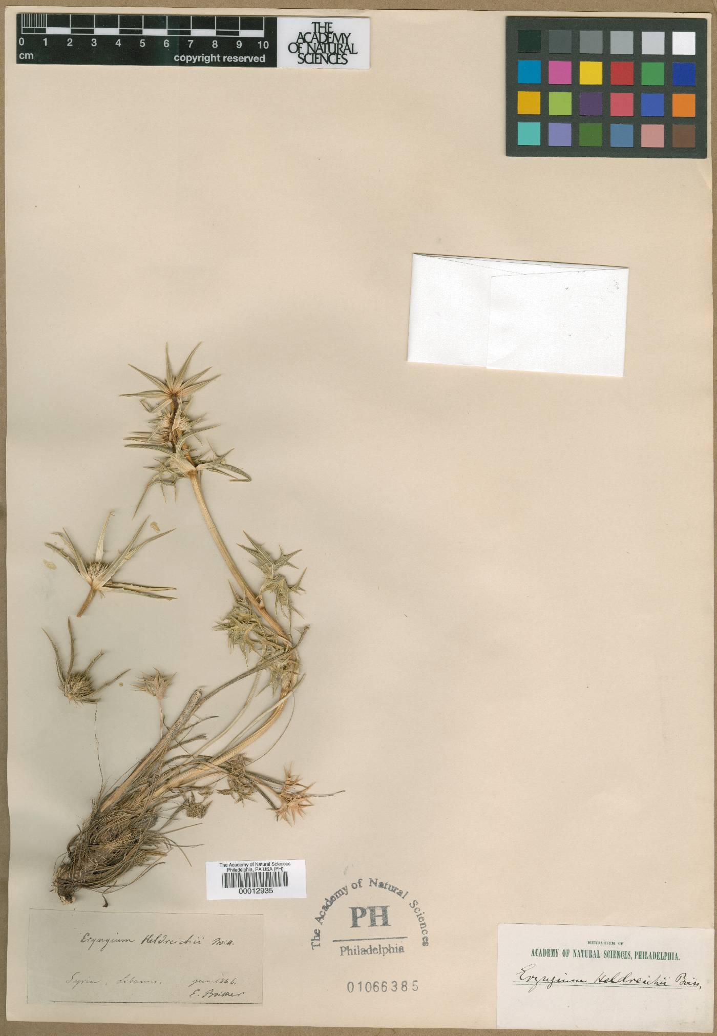 Eryngium bourgatii subsp. heldreichii image