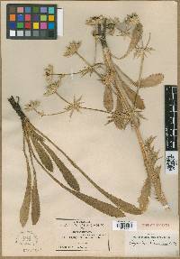 Eryngium lemmonii image