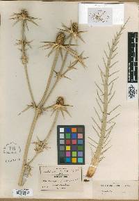 Eryngium longispinum image