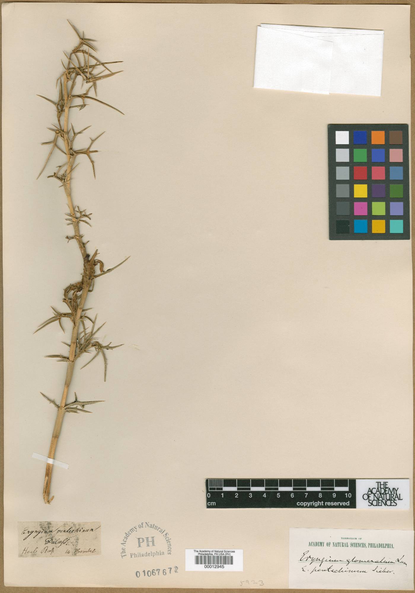 Eryngium glomeratum image