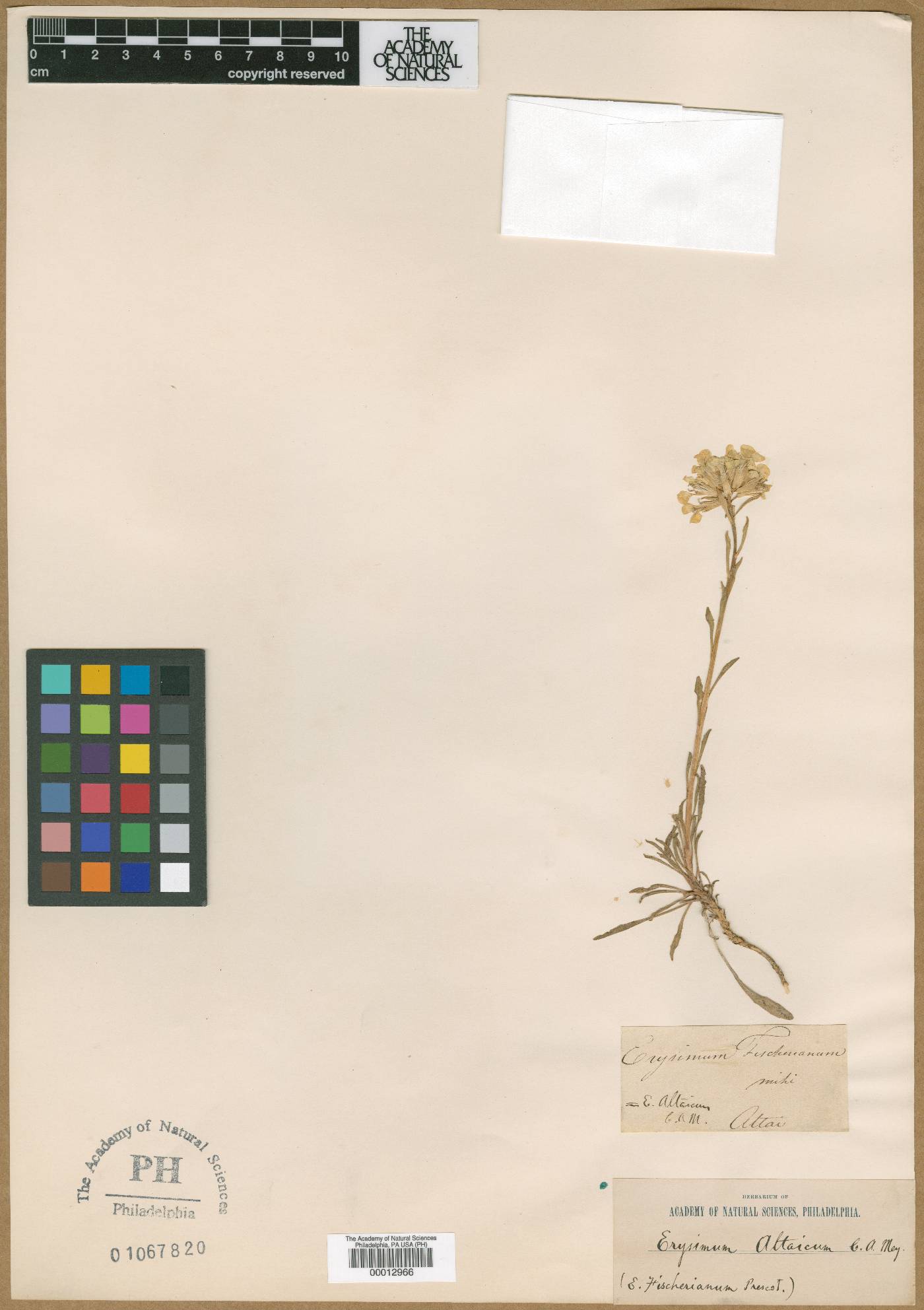 Erysimum fischerianum image