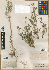 Image of Erysimum scabrum