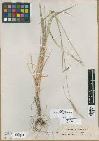 Elymus glaucus image