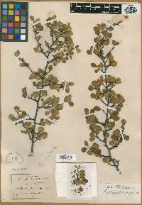 Erythroxylum brevipes image