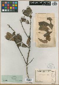 Image of Erythroxylum nitidum